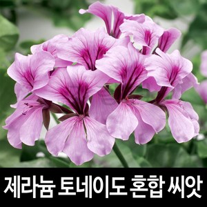 토네이도 혼합 제라늄 씨앗 꽃씨 종자 정원 씨 5알, 1개