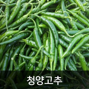 약수농장 국내산 청양고추 10kg, 1개, 10kg(특)