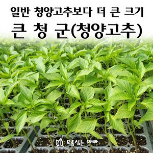 [모종심는아빠] 청양고추의 개량종 큰청군 청양고추 모종, 모종6개, 1개