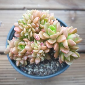 [수암다육] 쿠스피다툼 철화 랜덤발송 Sedum cuspidatum f. cristata 다육 다육이 다육식물 529 커스피다텀 커스피닷컴, 1개