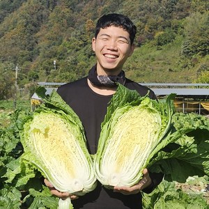 괴산 시골 GAP인증 절임배추 날짜입력필수, 1박스, 20kg