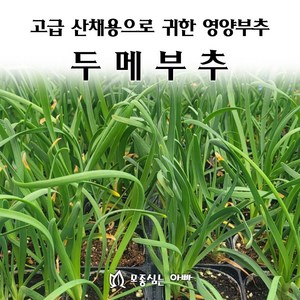 [모종심는아빠] 고급 산채용으로 귀한 영양 덩어리 두메부추 모종, 1개