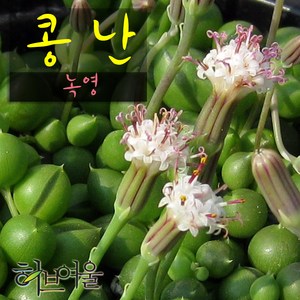 [허브여울다육] 콩난(녹영) 지름 9cm 소품화분 (상토와 마사만 사용), 1개