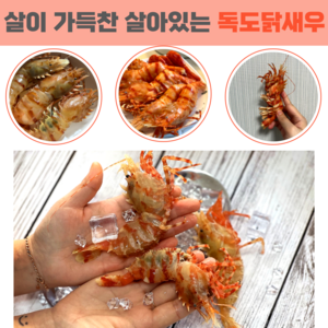 당일조업 산지직송 자연산 활 독도새우 꽃새우 닭새우 300g 500g 1kg, 활 독도닭새우 1kg(60미 내외)., 1개