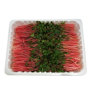 그린팜 생 적메밀순 500g 1팩, 1개