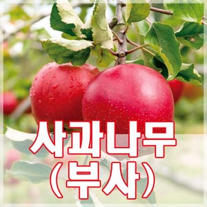 [현대조경농원]사과나무 묘목 2년생, 1개, 부사(3년생)
