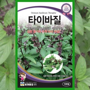 바질 씨앗 타이바질 태국 100립 허브 동남아, 1개