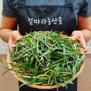 해풍맞은 햇 초벌 부추, 500g, 1개