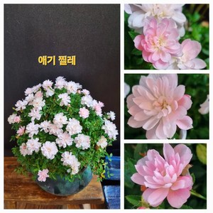 [비젼플라워] (야생화놀이터)----노지월동-베란다월동-찔레--애기찔레, 1개, 00