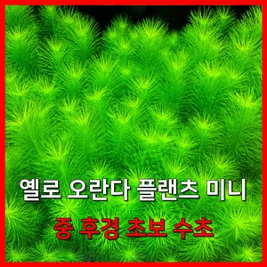 [수초농부] 옐로 오란다플랜츠 미니 중후경 초보수초, 2개