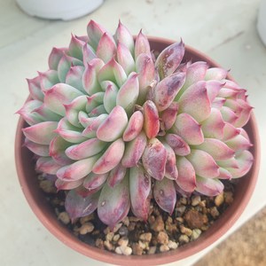 [수암다육] 마르쉘 랜덤발송 Echeveria 'Marcel' 랜덤발송 다육 다육이 다육식물 508 마르셀 마르셸, 1개