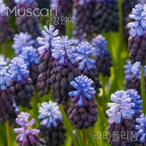 무스카리(Muscari )추식 구근 라티폴리움(1set-5구) 금강원예, 1세트