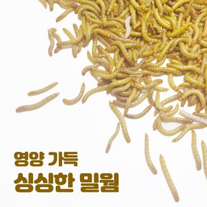 파충류 끝판왕 먹이 영양 가득 싱싱한 밀웜 100마리 + 워터젤, 일반포장, 1개