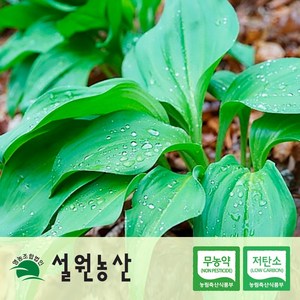 [친환경/저탄소/노지재배] 강원도 생 명이나물 대명이/잎명이/산마늘, 1개, 4_인제잎명이, 2kg