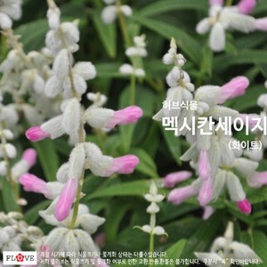 white멕시칸세이지, 1개