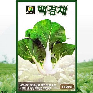 다농 백경채 씨앗 1500립 백경채씨 쌈채소 종자, 1개