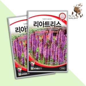 리아트리스 100립 세계종묘 화훼류 씨앗, 1개