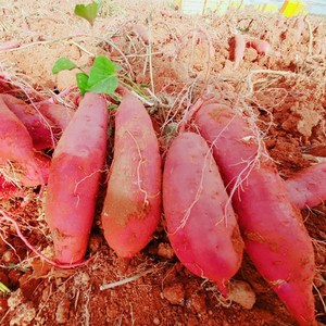 농장직송 자연그대로 건강한 땅끝 해남 황토 비세척 꿀 고구마 베니하루카, 1박스, 3kg(특상)