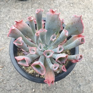 [수암다육] 트럼펫핑키 랜덤발송 Echeveria 'Trumpet Pinky' 다육 다육이 다육식물 국민다육 다육이키우기 선인장 미니선인장, 1개