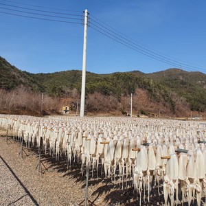 [오징어말리는집] 직접 말린 반건조오징어 피데기, 1개, 반건조 대 10마리(1.4~1.5kg)