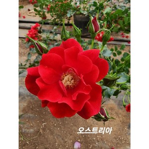 [신라난농원]4계찔레형장미.오스트리아.예쁜빨강색.중간사이즈이중홑형.넝쿨.ose향기.(꽃형 예쁜형).울타리.넝쿨장미.월동가능.필독뒷사진참고., 1개