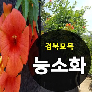 [경북농원] 능소화 포트묘 1-2년생(5치포트), 능소화 포트묘 2년생(5치포트), 1개