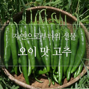 싱싱한 아삭이고추 1kg, 1박스