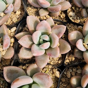 [해뜰다육] 오팔리나(소품) 다육식물 선인장, 1개