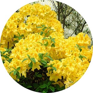 황철쭉/노란색꽃철쭉/Japanese Azalea/h30~50cm/묘목/철쭉묘목/3주묶음/봄철화단, 1세트, 노랑