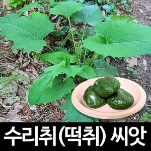 수리취 씨앗 취나물 종자 떡취 곰취 씨앗 참취 100알, 1개