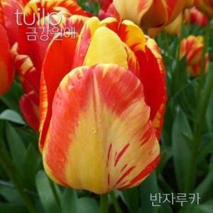 스트라이프 튤립(Stripe Tulip) 추식 구근 입고 금강원예, 1개