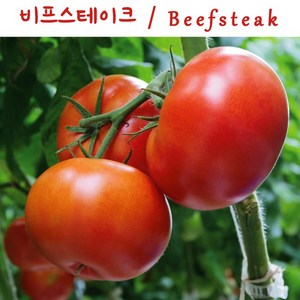 비프스테이크 토마토 Beefsteak 달콤한 희귀토마토 교육체험용 세트, 1개