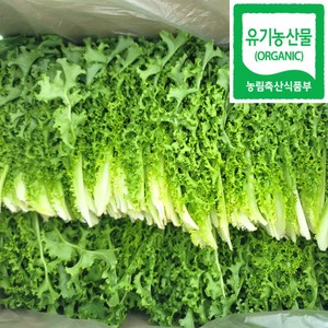 100% 유기농 친환경 치커리, 1kg (1개), 1개