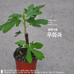 플러브 무화과, 1개