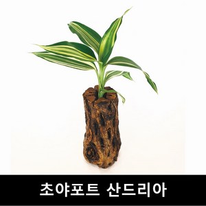 초야유목+산드리아 수초몰 초보자수초 자연수초 활착수초, 1개