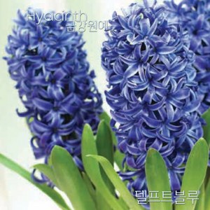 히아신스 추식 구근 입고(Hyacinth - 델프트블루)금강원예, 1개