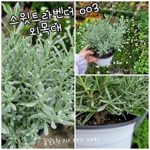 스윗트라벤더 외목대003 랜덤 공기정화식물/미세먼지/공기정화효과 공기정화식물, 1개