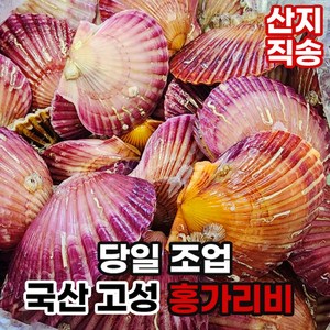 옳음 호텔납품 국산 청정해역 속이 꽉찬 세척 홍가리비, 1박스, 고성 홍가리비 1kg, 1박스