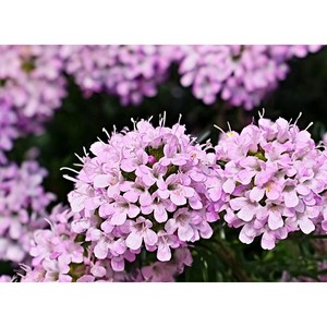 [블루밍야생화]크리핑씸'매직카펫'*20/80세트-농장직판(포복성섬백리향모종/잔디대체), 20개, 화이트크림앤핑크베리