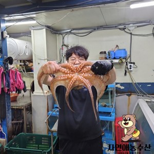 국내산 제수용 활 돌문어 1마리 특대문어, 1개, 3kg[1미]