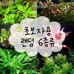 피알피쉬 450 수초 (1.5자 초보자용 수초) 30촉내외, 1세트, 1개, 1개