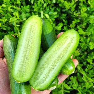 [전문가추천] 국내산 피콜리노 스낵오이 미니오이, 1박스, 500g