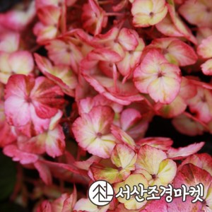 산수국나무 프레지오사 p9포트 개화주 묘목 서산조경마켓, 1개