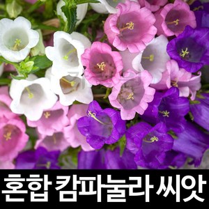 혼합 캄파눌라 씨앗 초롱꽃 종자 꽃씨 꽃씨앗 300알, 1개