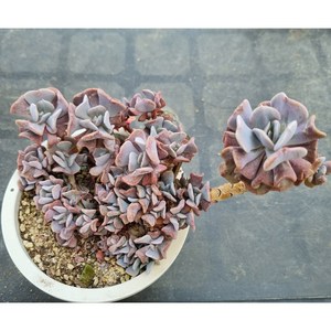 [수암다육] 큐빅프로스티 랜덤발송 Echeveia 'Cubic Fost' 랜덤발송 다육 다육이 다육식물 큐빅프로스트, 1개