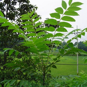 [가산원예조경] 참죽나무 실생2년 20주묶음, 1개