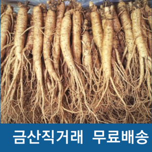 금산 수삼 인삼 작은 실삼계 삼계탕용 가정용인삼, 1세트, 실속형 250g((30-40뿌리)