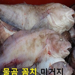 (쌍다리상회) 생물 물곰 물곰치 통마리 1-3마리 당일생물, 생물 물곰치 통마리 5kg이상 12-15인용, 1개