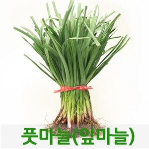 싱싱한 풋마늘2kg내외 잎마늘 웰빙체소, 2kg내외, 1개