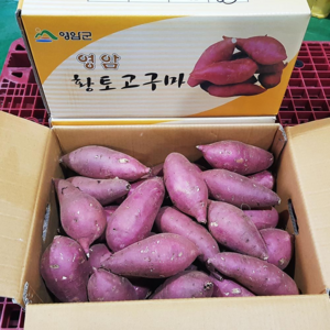 영암 명품 꿀고구마, 5kg(중), 1개